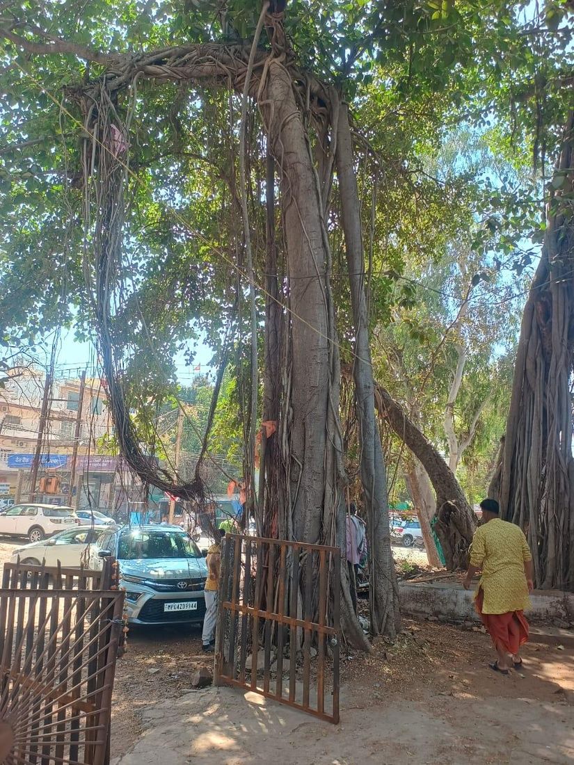 Heritage 200-year-old banyan tree before transplantation by Choudhary Garden Services