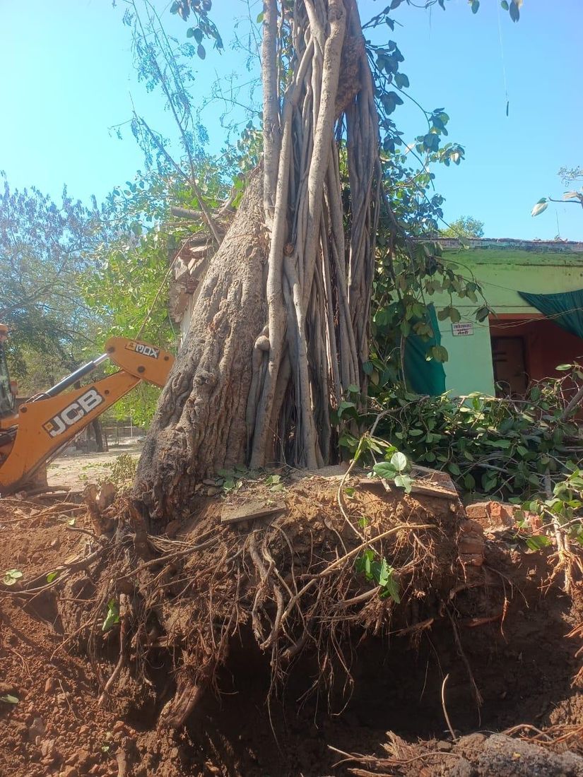 Root-ball formation and lifting of a 200-year-old banyan for transplantation by Choudhary Garden Services