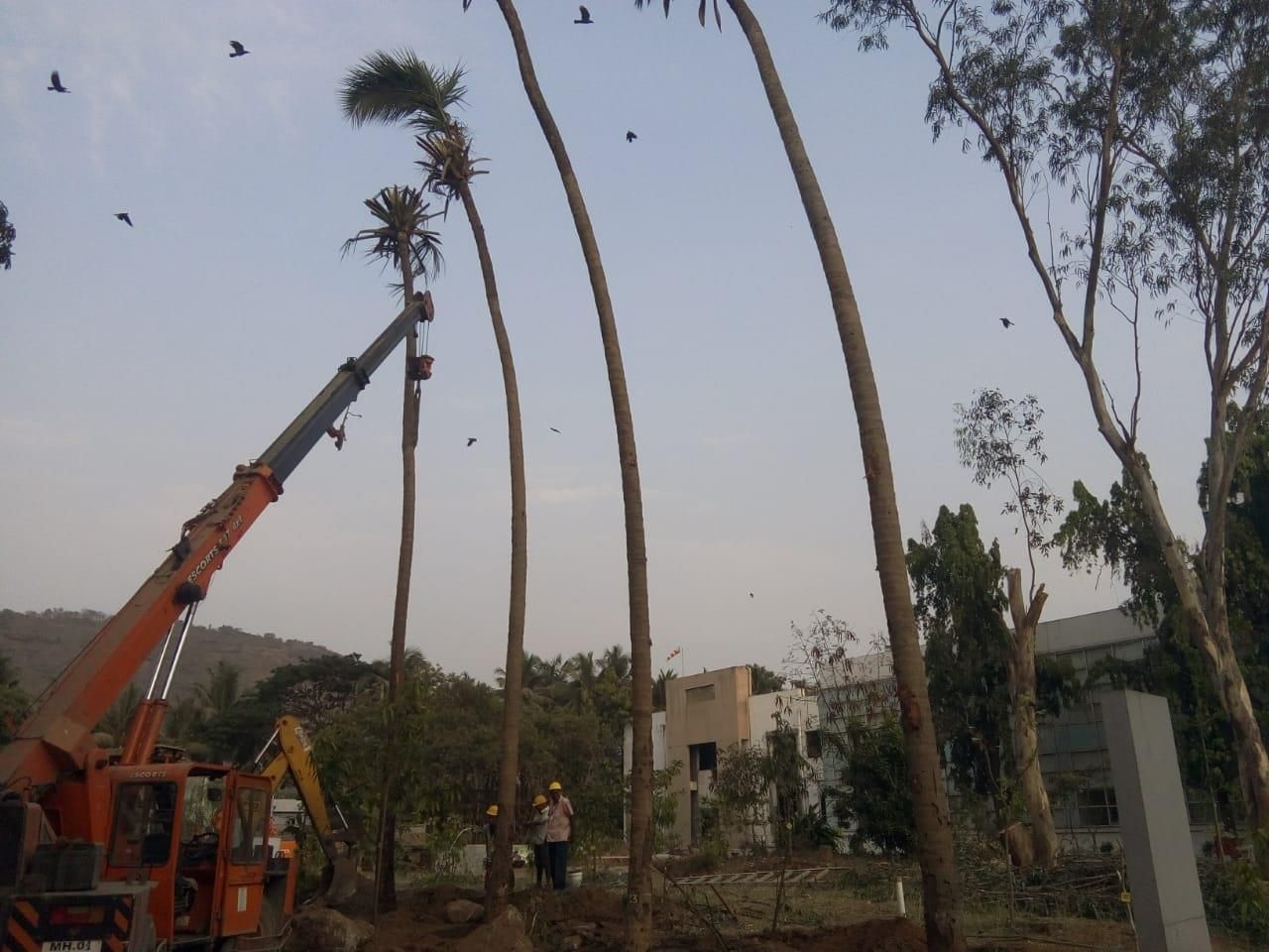 Tall coconut palms being transplanted at Sandoz, Navi Mumbai