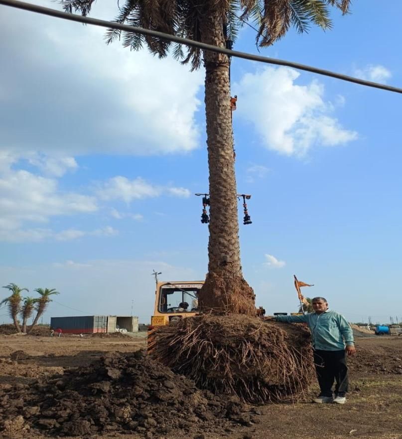 Date palm being lifted for transplantation at Sava Healthcare