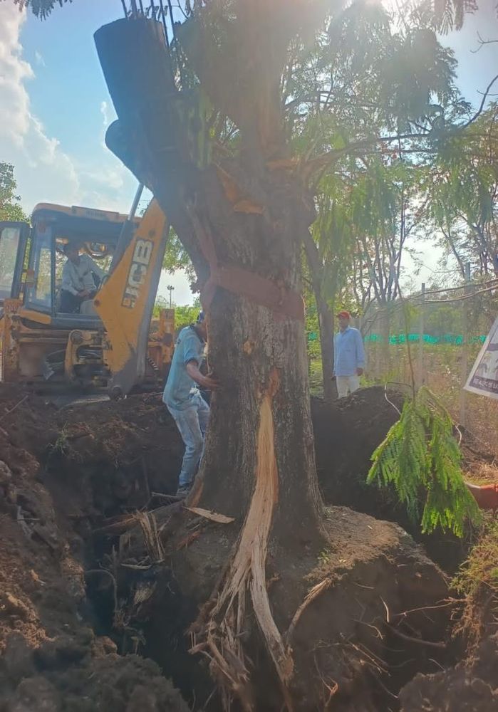 Peltophorum trees being transplanted inside IPCA Laboratories, Dewas