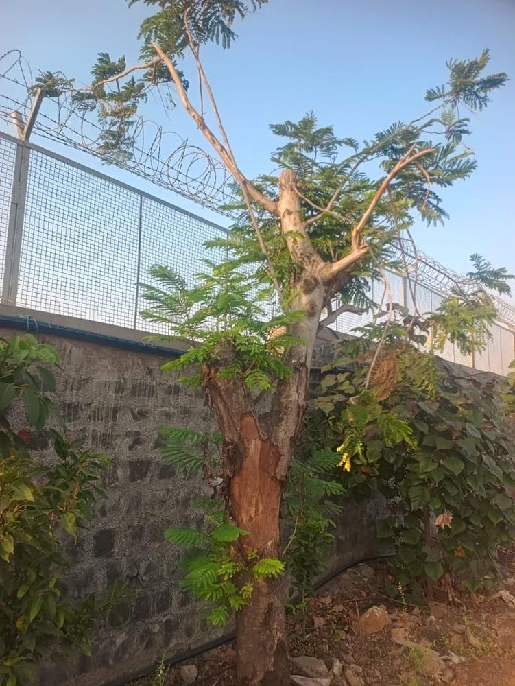 Peltophorum and almond trees transplanted at Kriti Industries, Pithampur