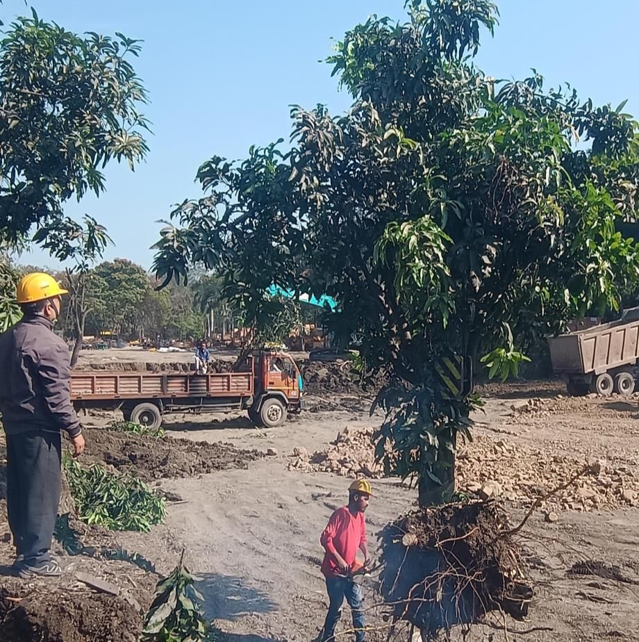 Mango trees transplanted inside LiuGong India, Pithampur