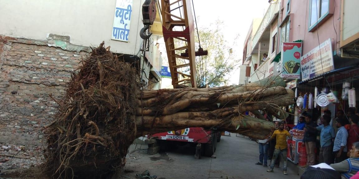 150-year-old peepal tree pruned and loaded for transplantation in Indore