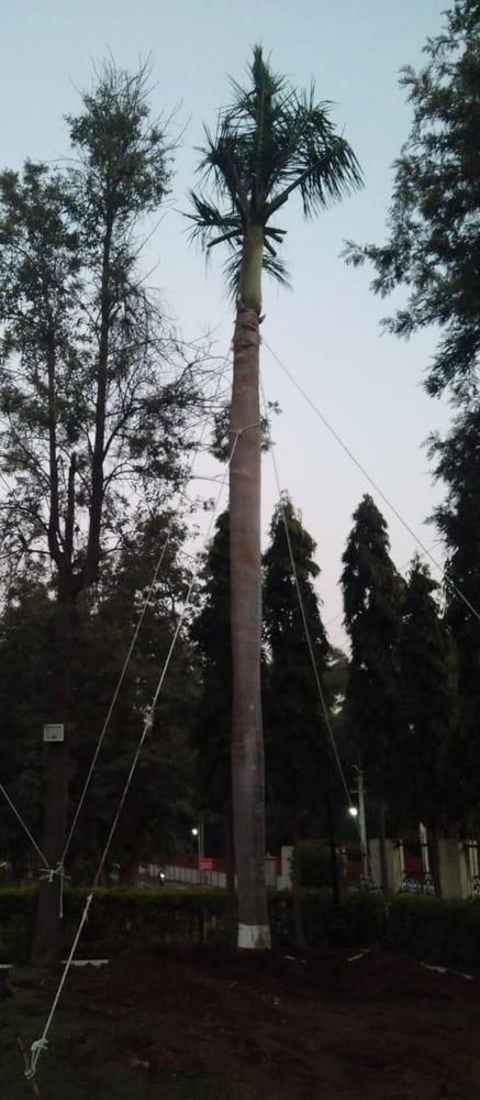 Royal palm staked after transplantation getting back to life