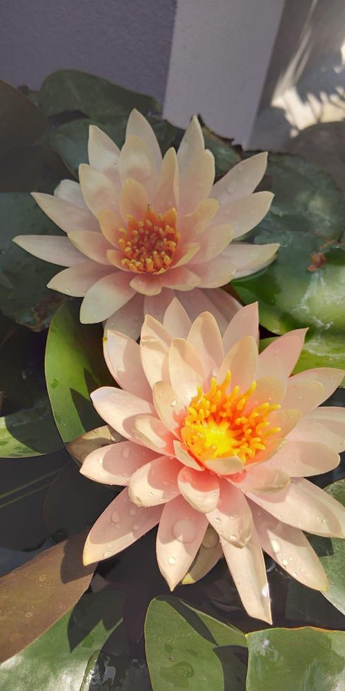 Cream water lily grown at the CGS nursery