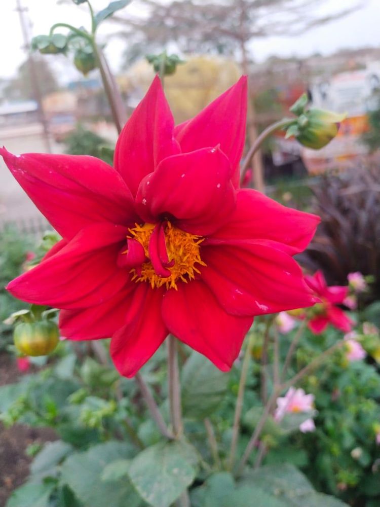 Red dahlia in bloom at the CGS nursery