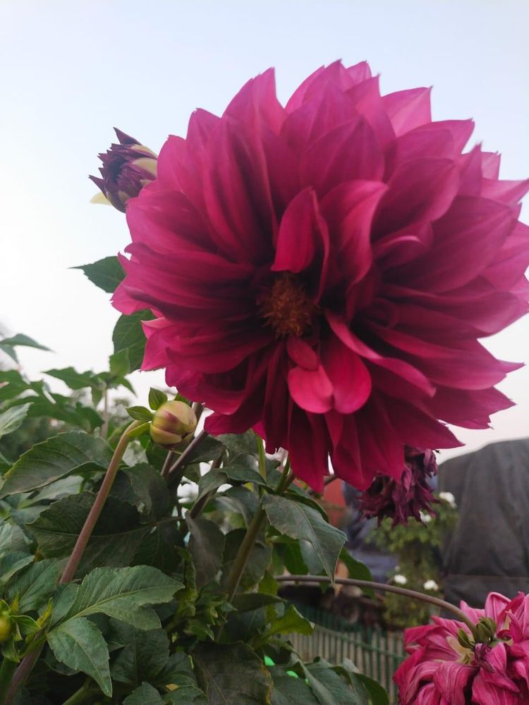 Crimson dahlia grown at the CGS nursery