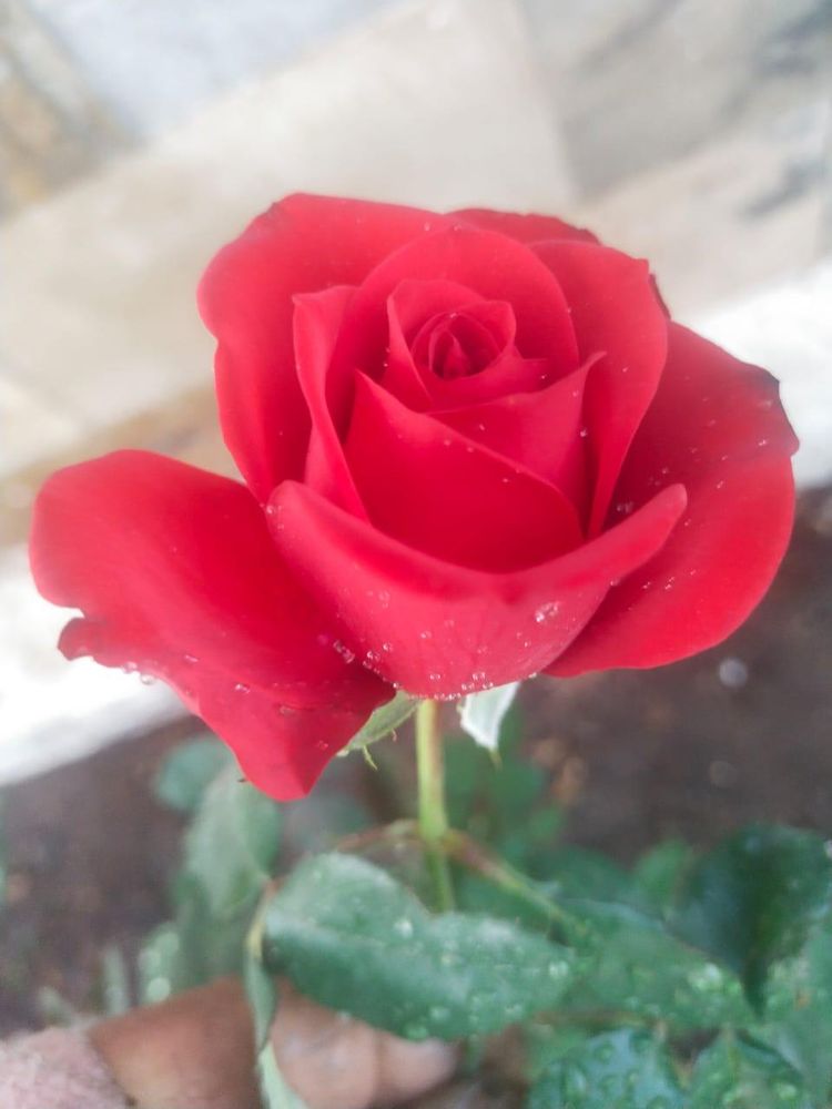 Garden rose grown at the CGS nursery