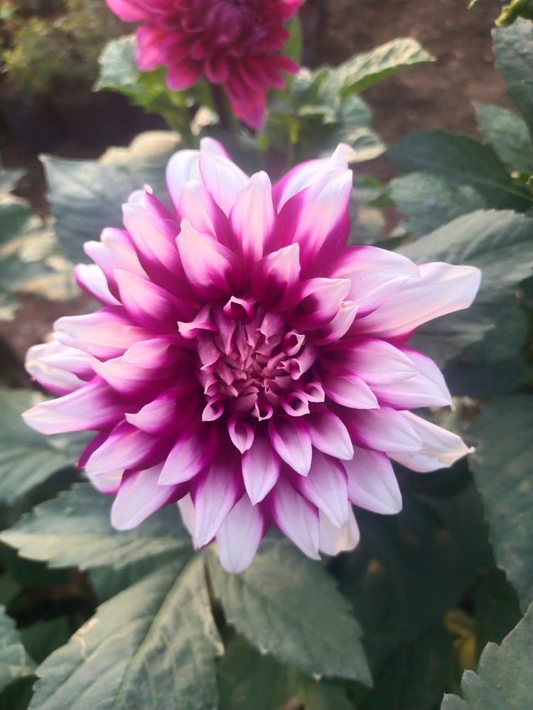 Purple dahlia grown at the CGS nursery
