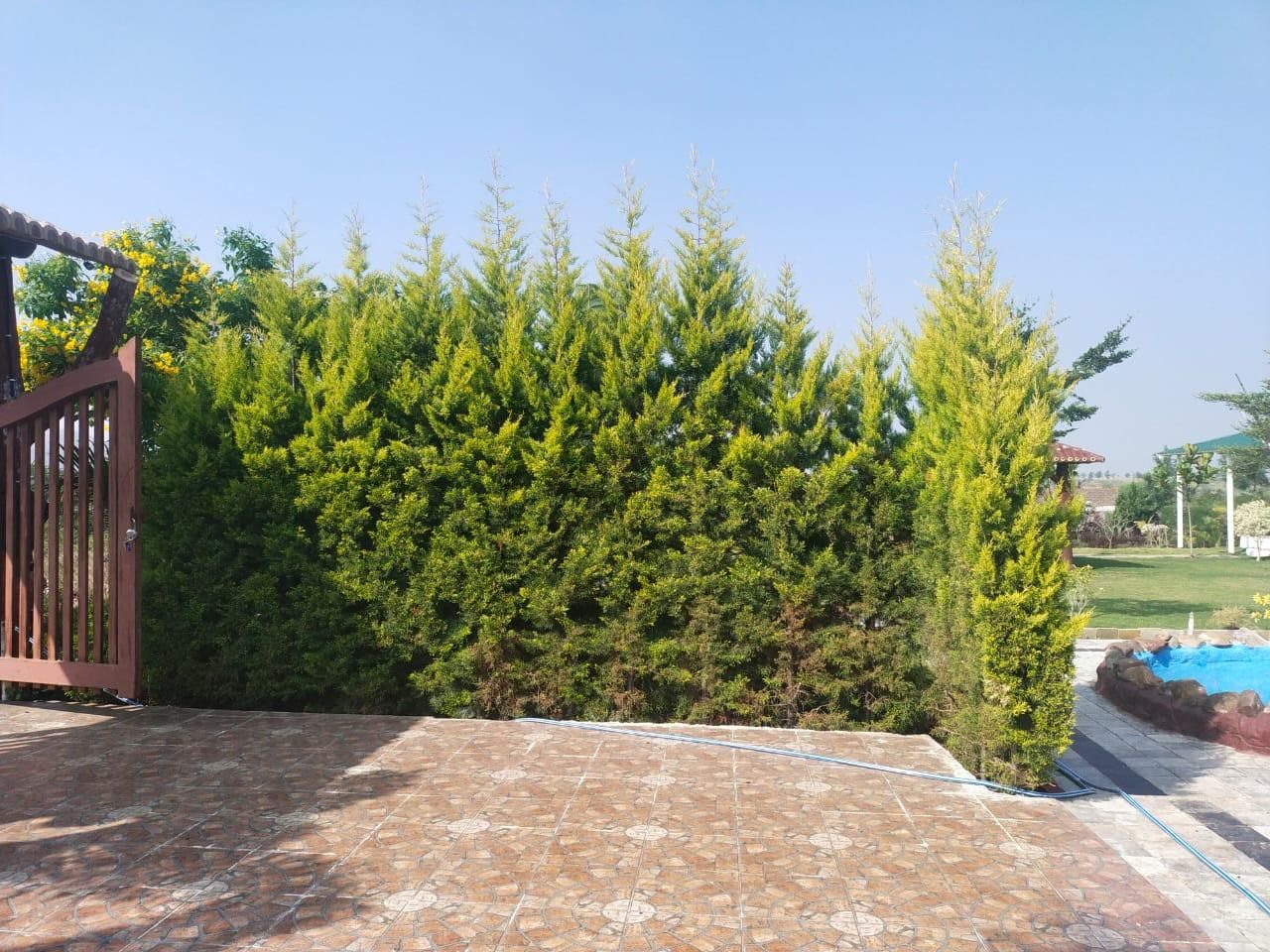 Bougainvillea wall — landscaping by Choudhary Garden Services