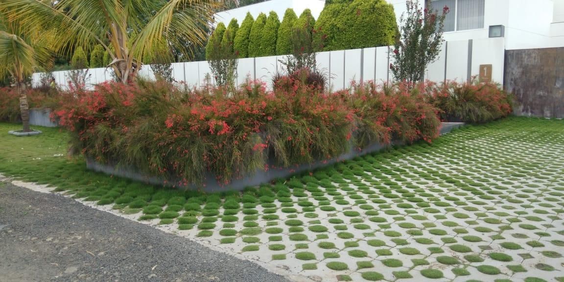 Conifer screen barrier — landscaping by Choudhary Garden Services