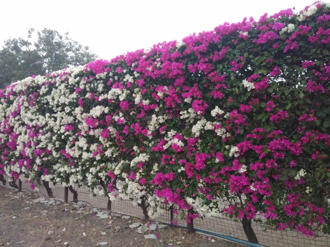 Grass pavers — landscaping by Choudhary Garden Services