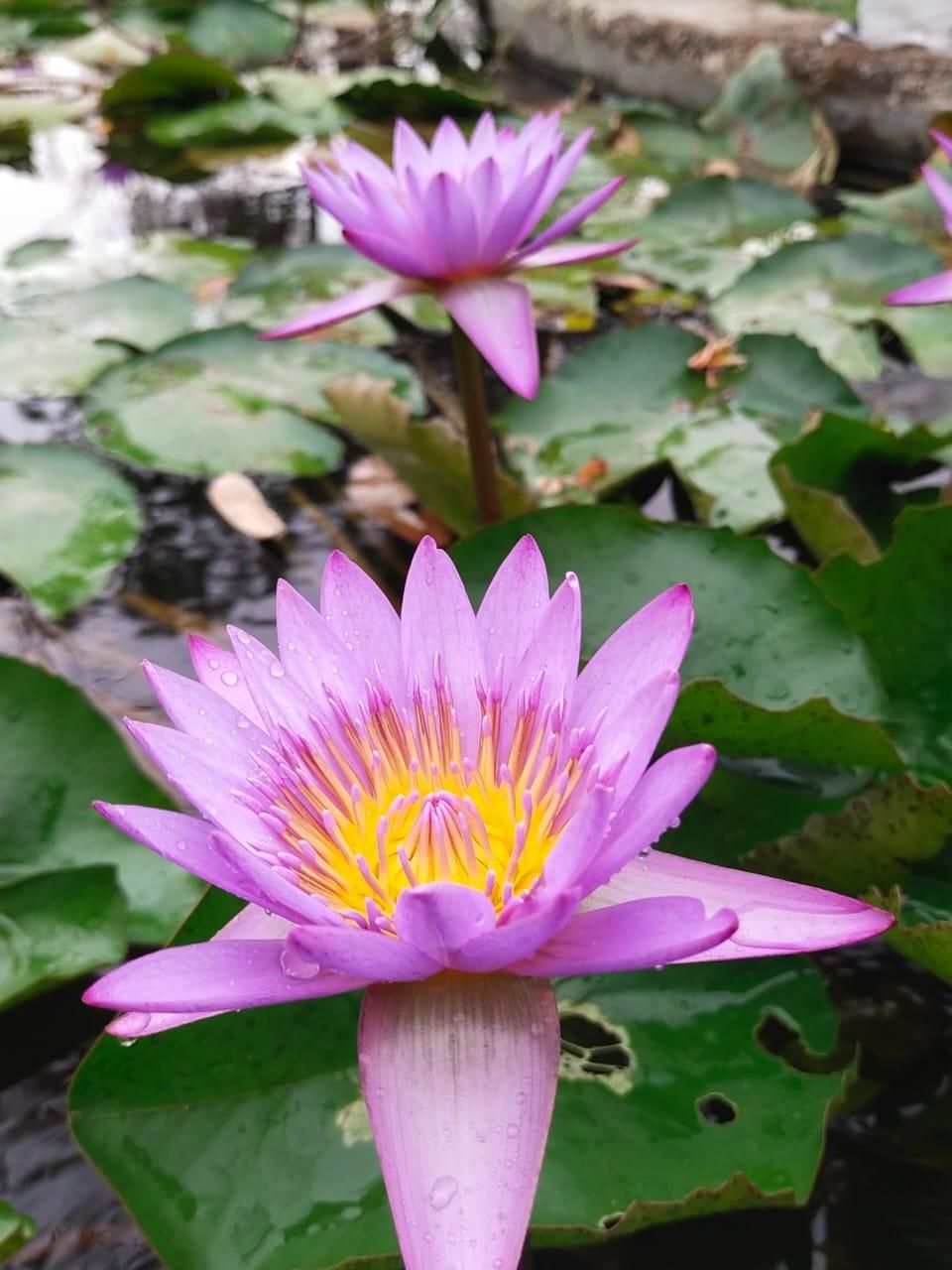 Koi pond & timber deck — landscaping by Choudhary Garden Services