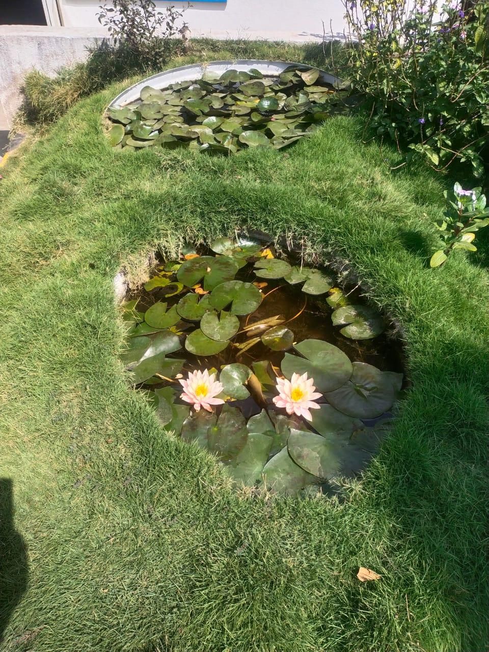 Lotus pond set in lawn — landscaping by Choudhary Garden Services
