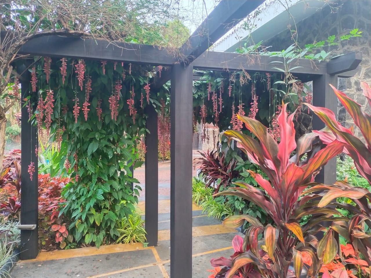 Pergola vertical garden — landscaping by Choudhary Garden Services