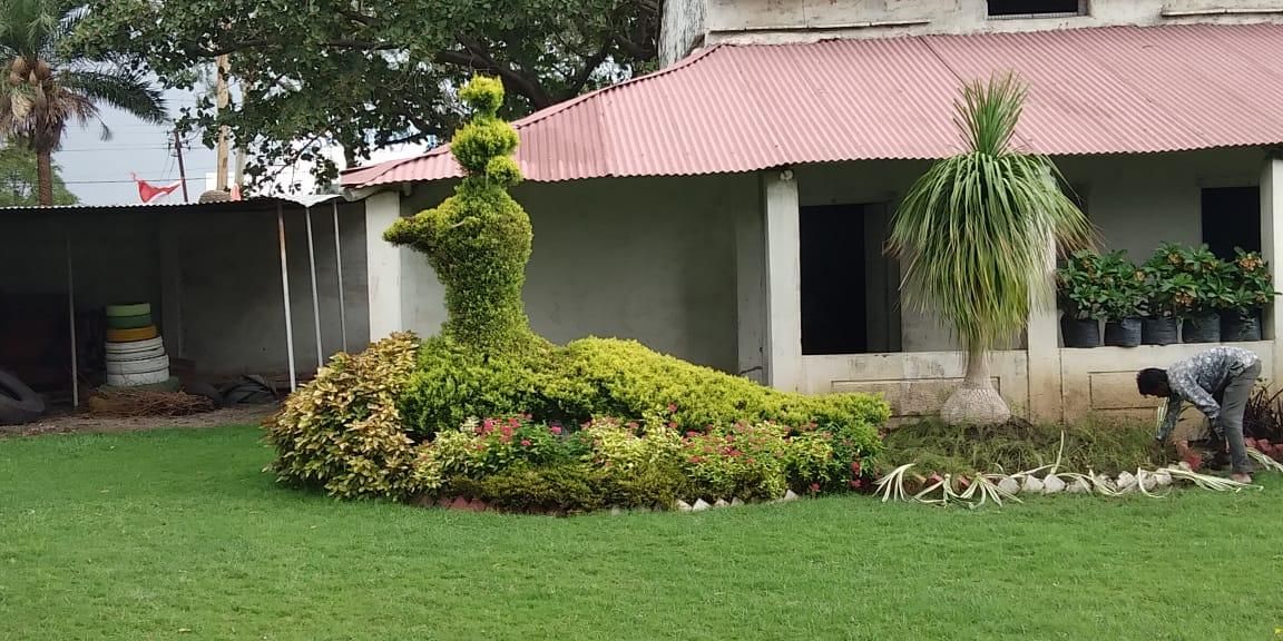 Open grass and tree field at the Choudhary Garden Services nursery near Rani Bagh, Indore