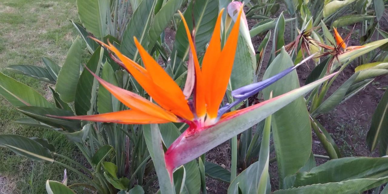 Bird of paradise (Strelitzia) flower at the CGS nursery